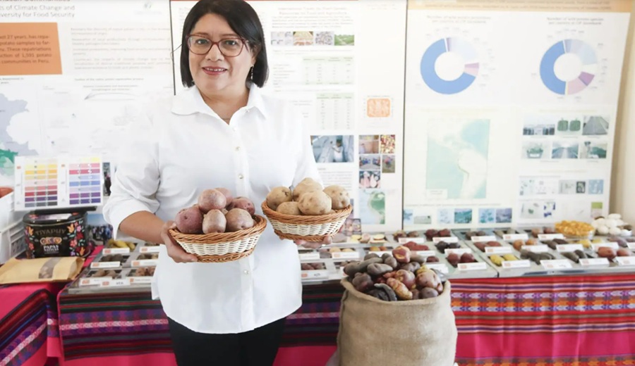Papas bioforticadas contra la anemia elaboradas en Perú son reconocidas a nivel mundial