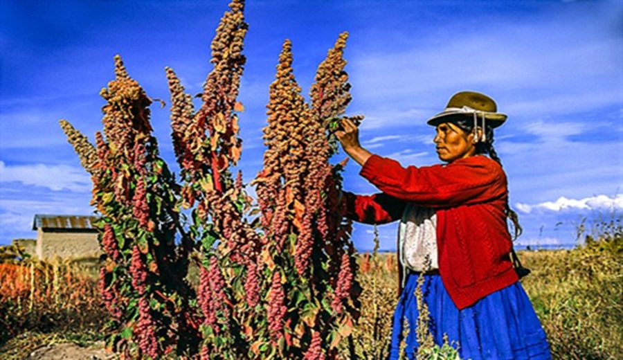 Cuchara de aceite de oliva