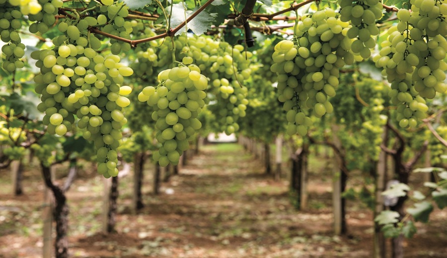Perú se encamina a liderar las exportaciones de frutas en la región para 2028