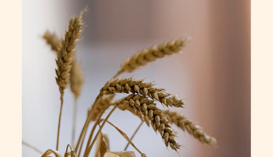 Precios de productos agropecuarios se elevarían en el corto plazo por los efectos del conflicto en Medio Oriente, según OCDE y FAO