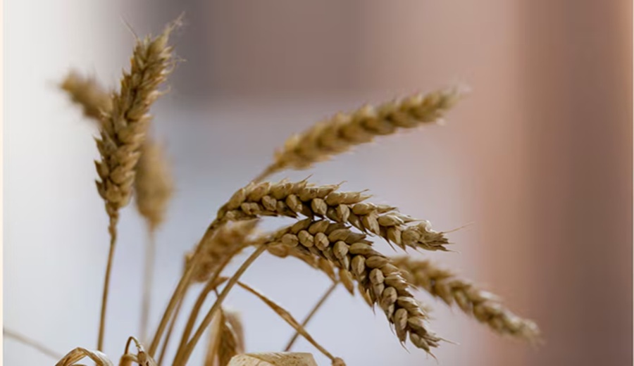 Precios de productos agropecuarios se elevarían en el corto plazo por los efectos del conflicto en Medio Oriente, según OCDE y FAO