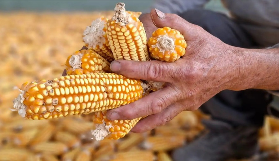 Producción nacional de arroz y maíz amarillo duro creció en mayo del 2026