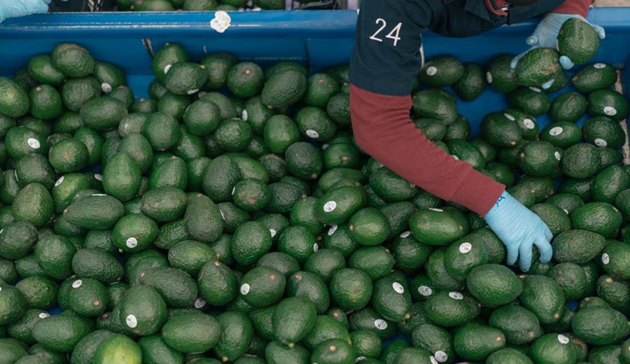 Productores tacneños asumen de forma directa empaque y despacho de palta Hass a Chile