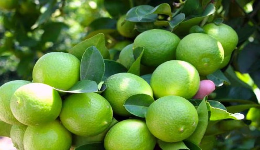 Agrocitrus estima caída de hasta 40% en producción de limón Tahití por El Niño