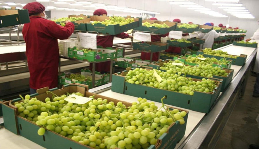 Agroexportaciones cayeron en mayo y junio por El Niño