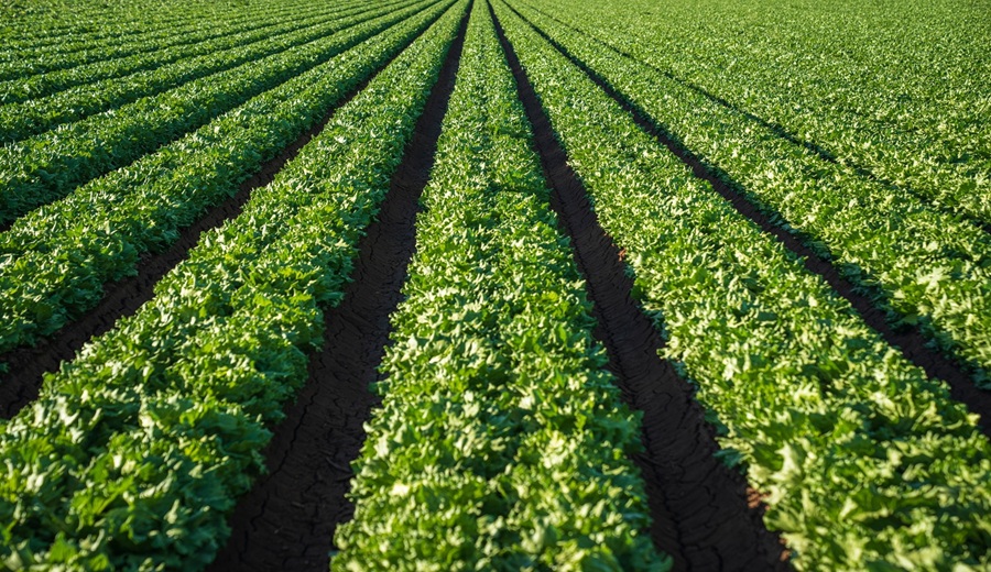 Agroindustria peruana 2026-2027: la gestión preventiva es clave frente a los riesgos climáticos y la volatilidad global
