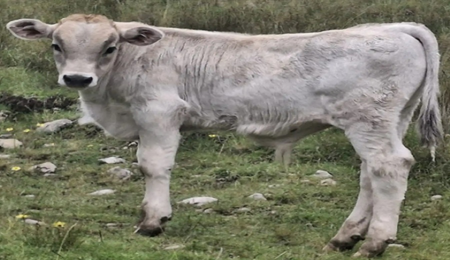 Apurímac: INIA transfiere semen de ganado de alta calidad para mejor ganadería en Haquira