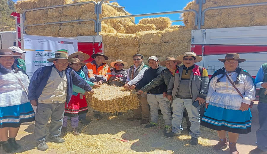 Apurímac: MIDAGRI inicia entrega de pacas de heno para garantizar alimentación de cerca de 70 000 cabezas de ganado ante fenómeno El Niño