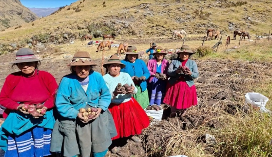 Apurímac cosechan más de 9 mil semillas de papa nativa de alto valor para mejorar calidad