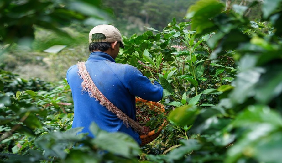 Café 2027 en alerta: El Niño podría disparar los precios a niveles récord