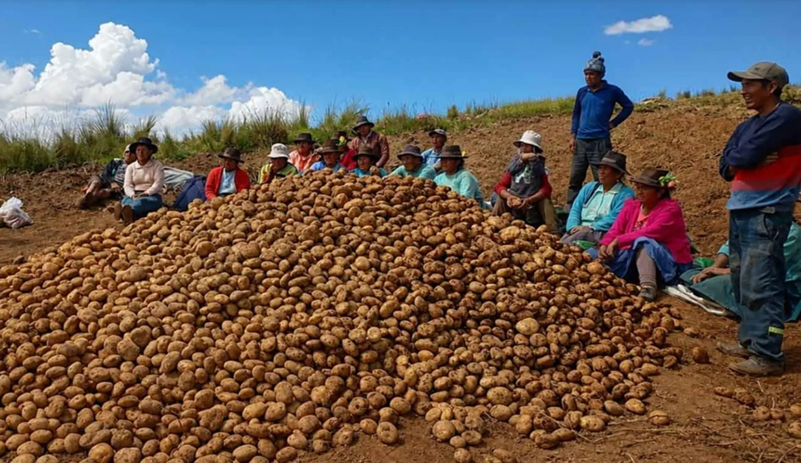 Cómo el Fenómeno El Niño afecta a la agricultura peruana