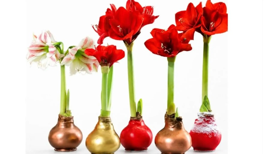 De Cañete a Estados Unidos: Senasa supervisa primer envío de bulbos de amaryllis encerados