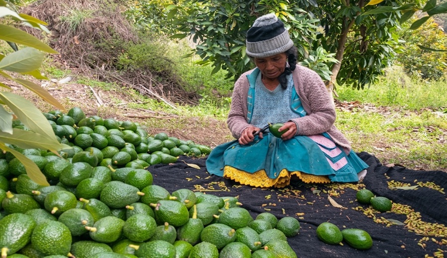 Día Nacional de la Palta AGRO RURAL produce más de 324,000 plantones de palto para dinamizar economía de la agricultura familiar en Junín
