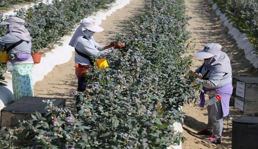 El Niño adelanta campaña de arándanos y recorta potencial exportador del Perú