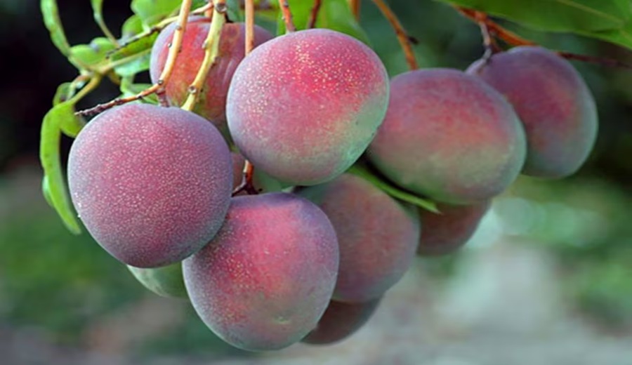 El Niño amenaza campaña de mango producción podría caer hasta un 60%