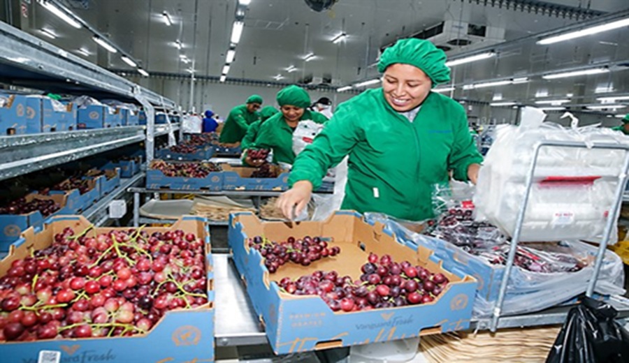Envíos agrarios aumentan 3.3%