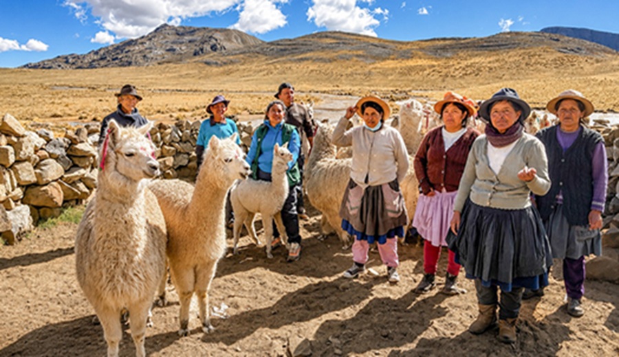 Heladas AGRO RURAL trabaja en la protección de más de 376,000 cabezas de ganado en Junín, Tacna y Ayacucho