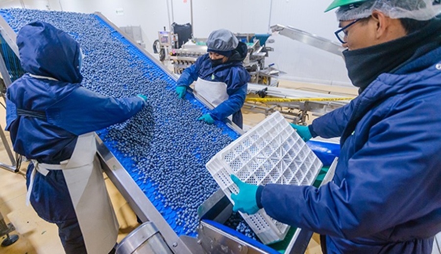 MIDAGRI Gobierno abre mercado de Egipto para el arándano peruano y fortalece la expansión de las agroexportaciones