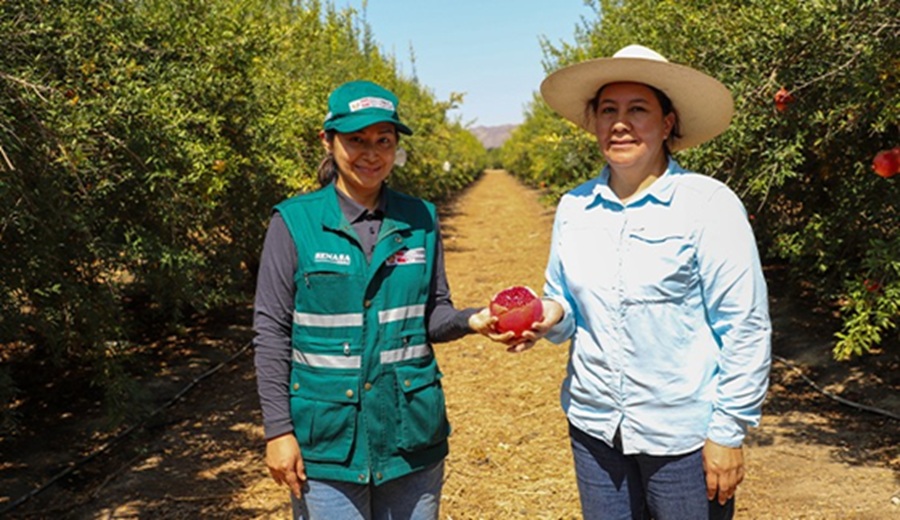 MIDAGRI Panamá abre mercado a la granada, bulbos de cebolla y papa peruana