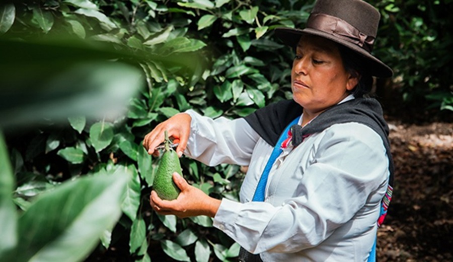 MIDAGRI agroexportaciones superaron los US$ 5,600 millones en primer semestre del año