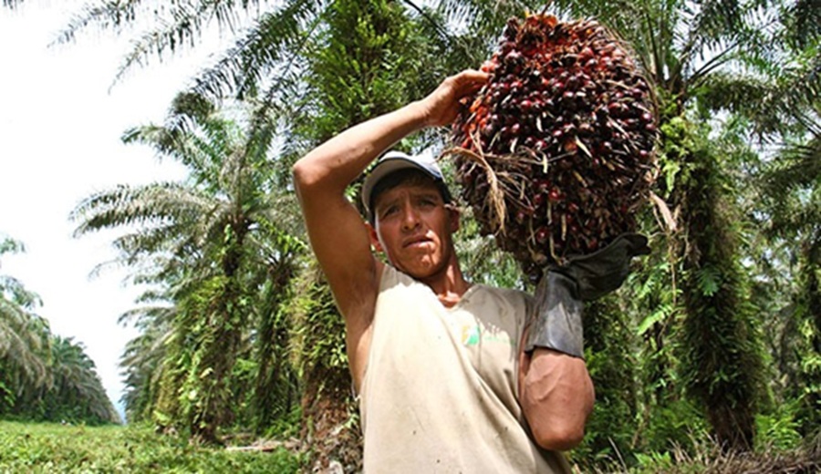 MIDAGRI sector agropecuario experimentó crecimiento de 1,2% en primer semestre del año