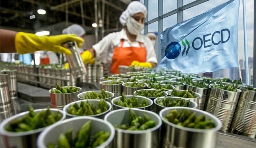 OCDE recomienda a Perú eliminar beneficios tributarios a las agroexportadoras: «Crecieron rápido, pero aportaron poco a la recaudación»