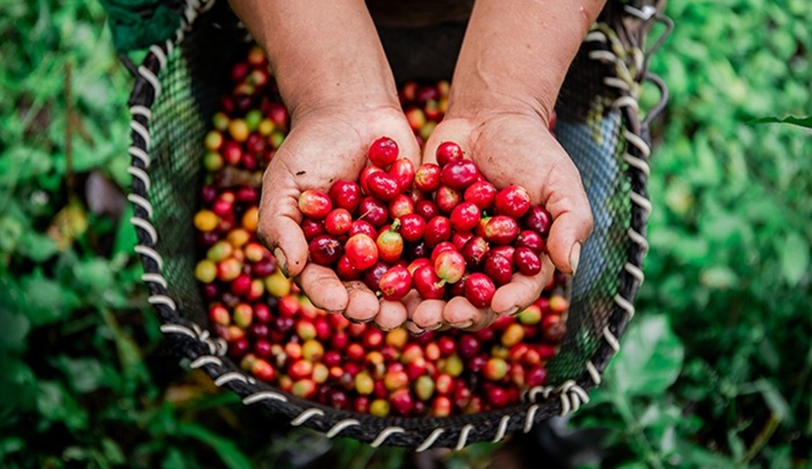 Perú alcanza récord de US$ 1 796 millones en exportaciones de café y beneficia a 223 mil familias productoras