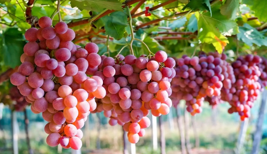 Perú consolida posición de liderazgo mundial en la exportación de frutas frescas