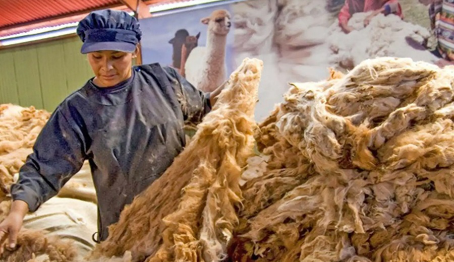 Perú inicia proceso de certificación de competencias de 65 maestras de fibra de alpaca