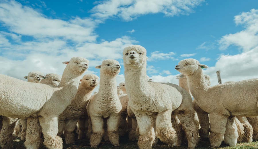 Perú lidera la producción mundial de fibra de alpaca con más de 4 700 toneladas al año