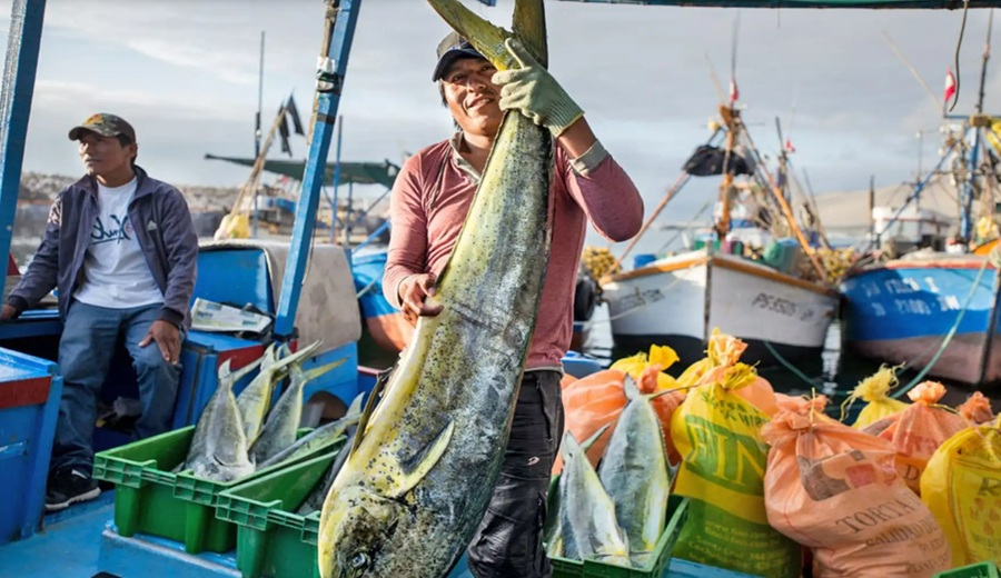 Perú pesca de perico se inicia excepcionalmente el próximo 1 de setiembre