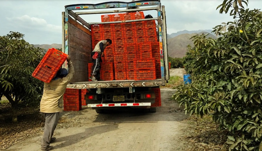Productores de Áncash comercializan 54.66 toneladas de palta Hass a la agroindustria