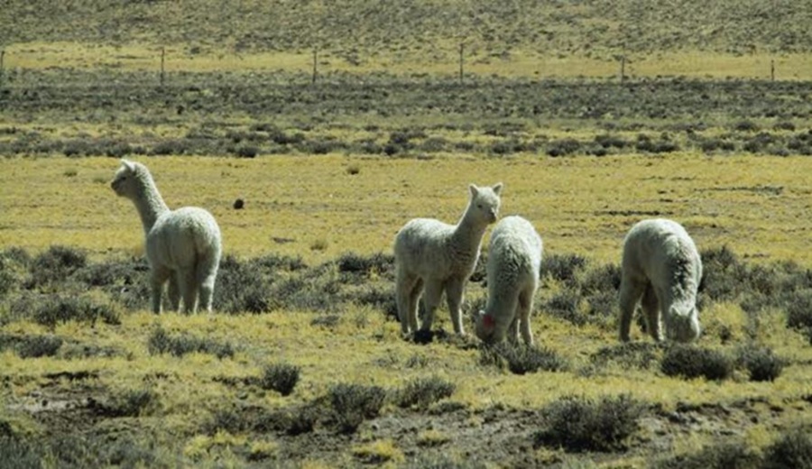 Puno en alerta sequía y fenómeno el niño amenazan la agricultura y ganadería de la cuenca del Titicaca 