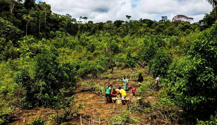 Qué son las chagras, las granjas en la selva tropical que desafían la agricultura moderna en Colombia y Ecuador