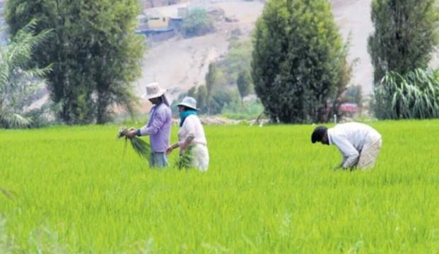 Salinización del agua y estrés hídrico frenan la agricultura en Quilca