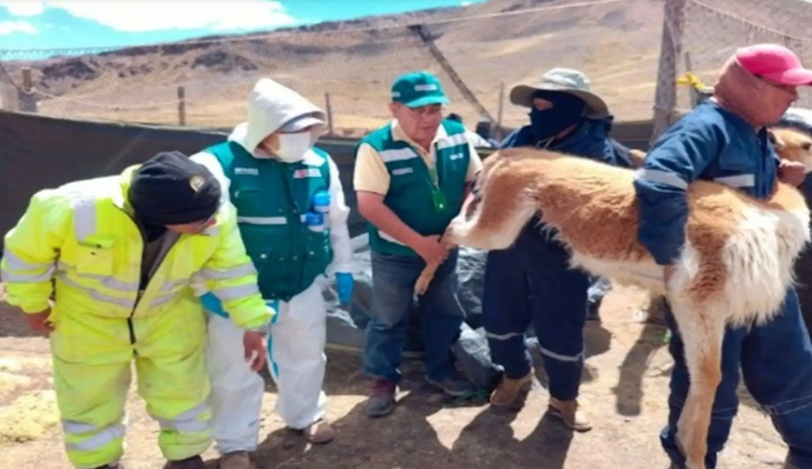 Serfor acompañó a comunidades de Huancavelica en tres chaccus de vicuñas