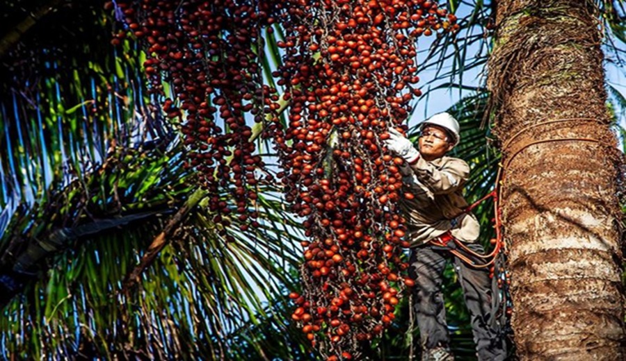 Ucayali: Serfor promueve acceso de productores a programa de apoyo financiero Fondo Agroperú