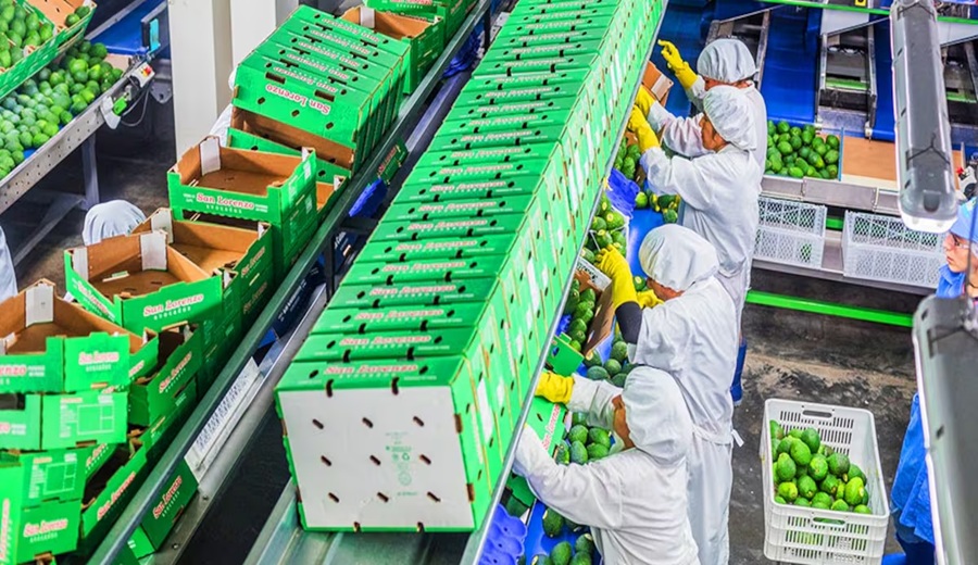 Agroexportadoras buscan desde el Congreso retirar beneficios tributarios