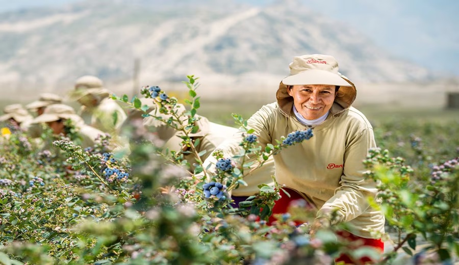 Danper acelera expansión de uva con 800 hectáreas y mira hacia Asia