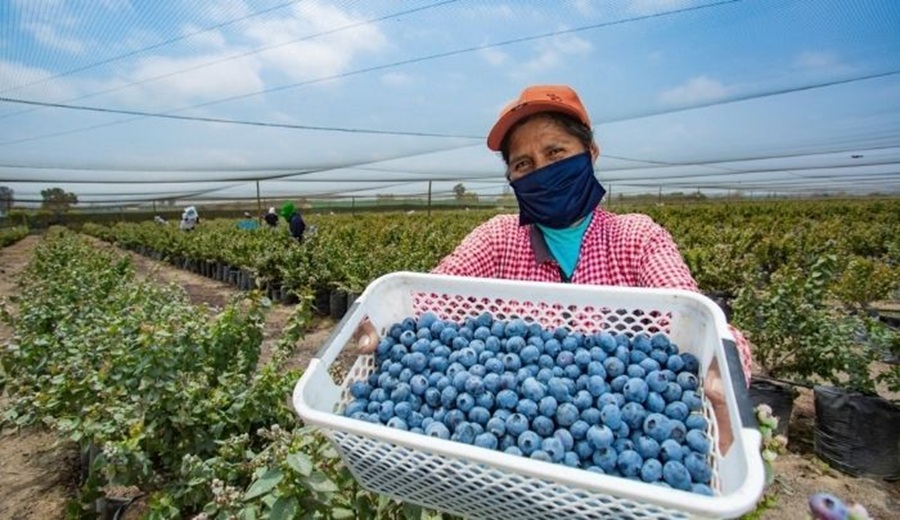 EE. UU. incrementó sus compras de arándanos peruanos en casi 80 % y mantiene su crecimiento