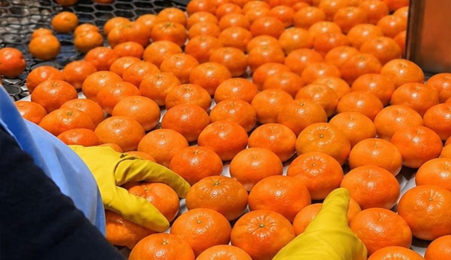 El Niño: Siembra Alta prevé cerrar campaña de mandarinas con 20% menos de envíos
