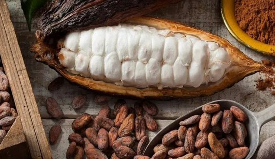 El cacao cambia la forma de producir en Perú y lidera una transformación del campo