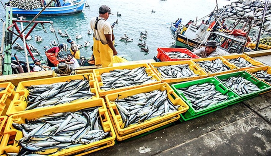 En marcha plan para proteger la pesca frente a El Niño