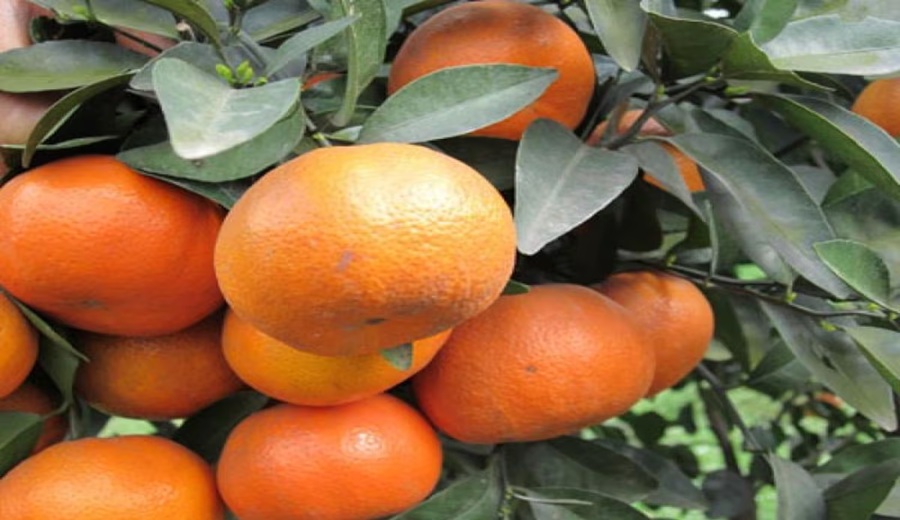 Entre EE.UU. y El Niño Agrifruits redibuja el mapa de la mandarina peruana