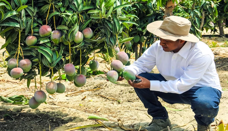 Exportación de mango en alerta el “Niño” ataca la floración en el norte