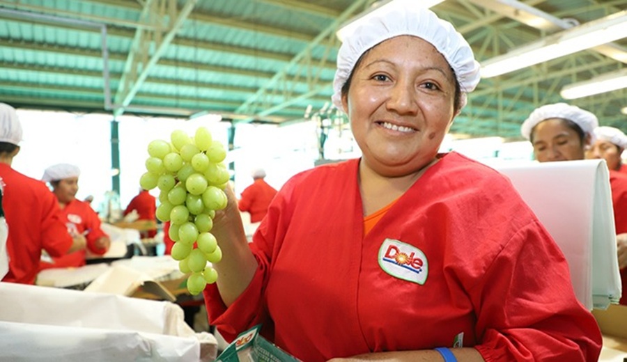 Exportaciones de uvas alcanzan casi US$ 800 millones en primer semestre y el Perú mantiene liderazgo