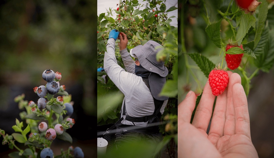Frutos rojos en Perú cuatro factores que explican su sabor y calidad