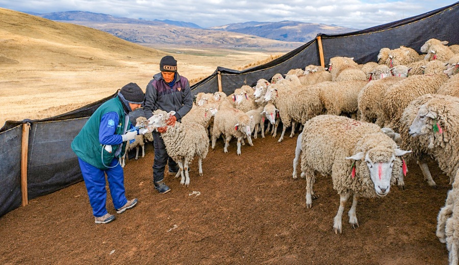 Gobierno culmina entrega de kits veterinarios para prevenir morbilidad y mortandad de más de 1 millón de ovinos y camélidos