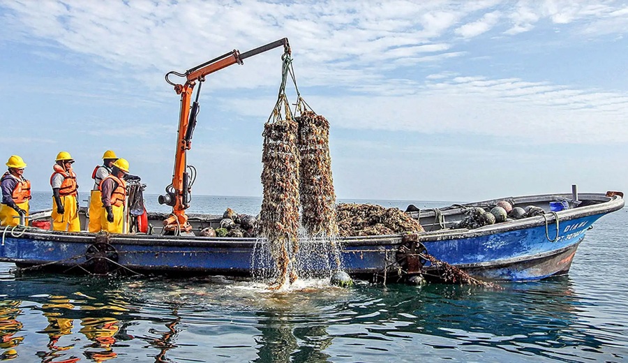 Gobierno fortalece pesca y acuicultura con 1,331 habilitaciones sanitarias en 6 meses