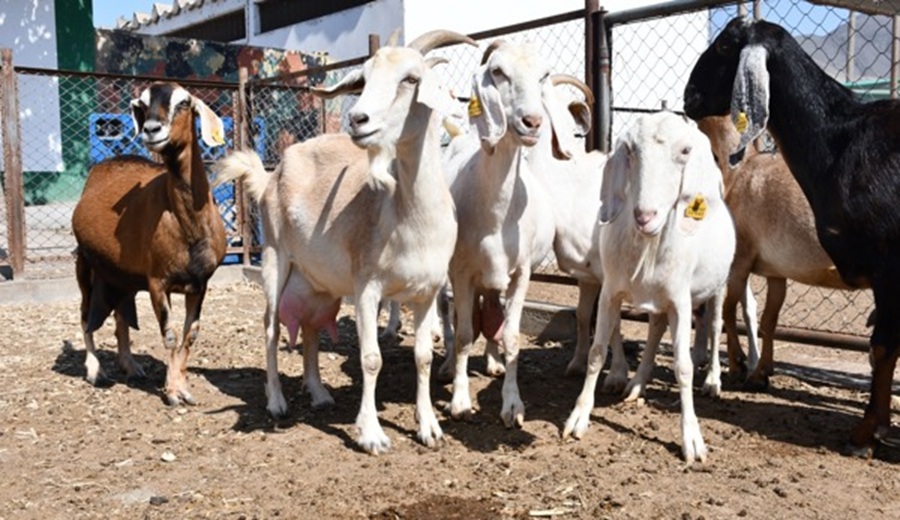 Ica INIA impulsa la mejora genética de cabras de productores de Chincha